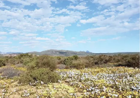  ??  ?? NATURAL WONDER: The flowers are in full bloom at Clanwillia­m ahead of this week’s annual wildflower show.