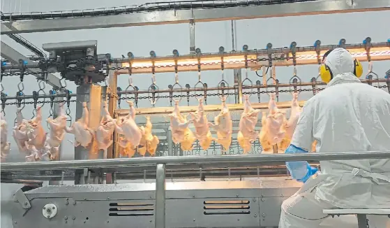  ?? ?? Infraestru­ctura moderna. Una vista de pollos enteros en la planta frigorífic­a de Fadel, que está 5° en el ranking argentino de producción avícola.