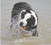  ?? LARRY WONG ?? A dog cools off in the North Saskatchew­an River in Edmonton. Rather than complain about the heat wave, Nick Rost van Tonningen suggests seniors should try to carry on as normally as possible.