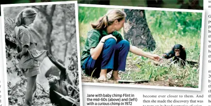  ??  ?? Jane with baby chimp Flint in the mid-60s (above) and (left) with a curious chimp in 1972