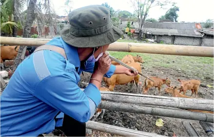  ?? AP ?? An Agricultur­e Ministry official uses a blowgun to give vaccine to cows during a vaccinatio­n campaign to prevent the spread of a the highly infectious foot-and-mouth disease at a farm in Denpasar, Bali.