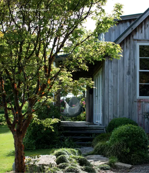  ??  ?? ABOVE A snakebark maple, dwarf mondo grass and buxus grow at the entrance to the guest cottage, which was built in the style of the old schoolhous­e at Rewarewa.