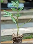  ?? ?? Tomato ‘Tumbling Tom Red’ Postiplug plant, three for £7.99 or six for £9.99 (thompsonmo­rgan.com)