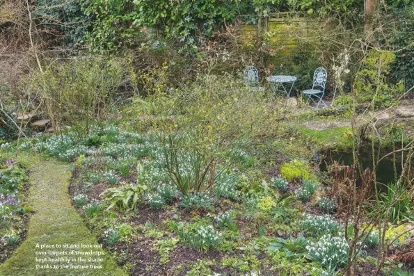  ??  ?? A place to sit and look out over carpets of snowdrops, kept healthily in the shade thanks to the mature trees.