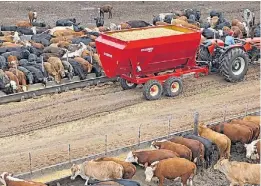  ??  ?? A comer. La caravana electrónic­a cambió el manejo del feedlot.