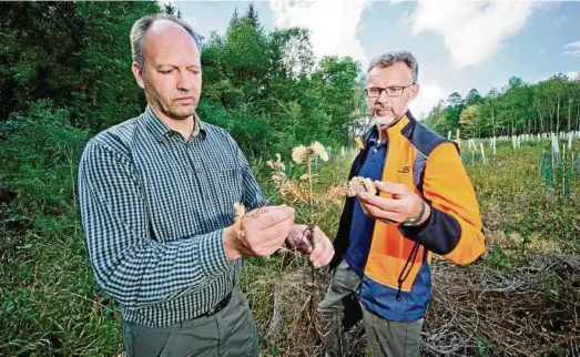  ??  ?? Ronny Dietzel (links) und Jörg Willner beklagen im Mühlhäuser Stadtwald einen Ausfall von  Prozent jener Bäume, die in diesem Frühjahr in die Erde gekommen sind. Etwa  Bäumchen sind gepflanzt worden. Fotos: Daniel Volkmann ()