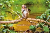  ??  ?? BELOW: A juvenile long-tailed macaque