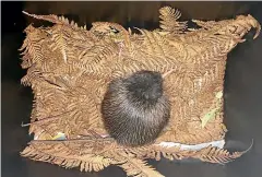  ??  ?? The little kiwi chick on its bed of fern, set for its journey to Rotorua.