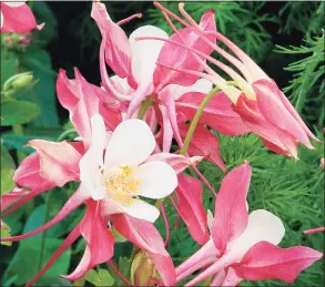  ?? Hearst Connecticu­t Media ?? The Darien Library is offering several gardening talks, including one about propagatin­g perennials like these Rose Queen columbines.