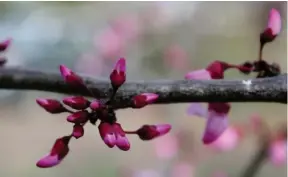  ?? FLOWERS -(Photo by MSU Extension, Gary Bachman) ??