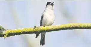  ?? David Tipling ?? A Blackcap perched singing