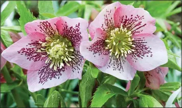 ??  ?? Orient excess: Hellebore orientalis bloom prolifical­ly and will cheer your plot for weeks