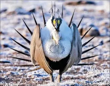  ?? RICK MCEWAN VIA THE NEW YORK TIMES ?? The greater sage grouse, a favourite among birders.