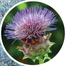  ?? ?? Mediterran­ean -style garden planted with lavender. Inset above: a cardoon and, bottom, an iris