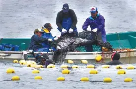  ??  ?? Les pêcheurs de la baie de Taiji piègent un groupe de dauphins, puis ils choisissen­t ceux qui pourront être vendus et tuent les autres. Un dauphin peut se vendre jusqu’à 100 000 euros !