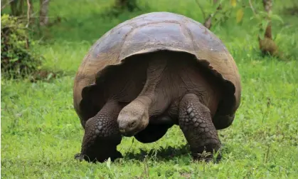  ?? Photograph: Daniela Brik/EPA ?? A giant tortoise on Santa Cruz in the Galápagos archipelag­o. Ecuador has enshrined legal rights for the natural world.