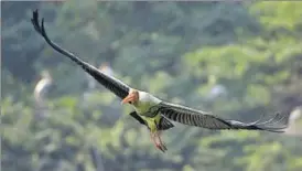  ?? SANCHIT KHANNA/HT PHOTO ?? Migratory birds like the painted stork (above) and great white pelicans (below left) are seen at the Delhi Zoo on Thursday.