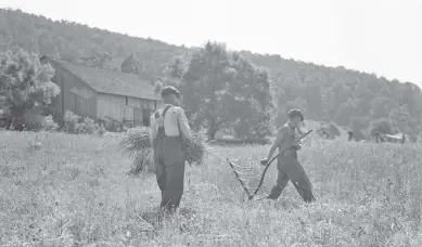  ??  ?? “Men cradling wheat in eastern Virginia near Sperryvill­e” 1936.