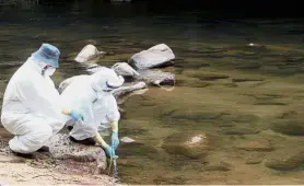  ??  ?? Biohazard: Authoritie­s collecting water samples at a suspected leptospiro­sis outbreak site.