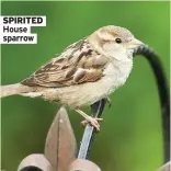  ??  ?? SPIRITED House sparrow