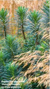  ?? ?? Euphorbia characias ‘Humpty Dumpty’ et Stipa gigantea.