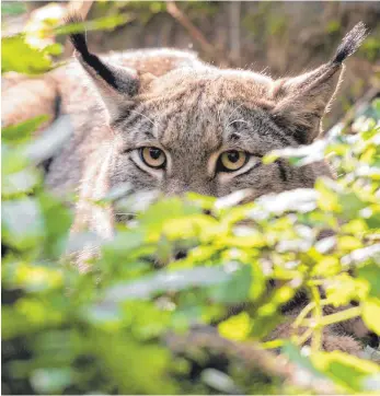  ?? FOTO: DPA ?? Ein Luchs lauert im Gebüsch. Ob eine der Wildkatzen in den Wäldern der Region aktiv ist, bleibt ungewiss.