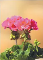  ??  ?? You have a few weeks, but start preparing now to bring in plants, such as this geranium, for the winter.