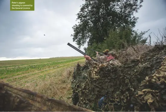  ??  ?? Peter’s pigeon shooting is covered by the General Licence