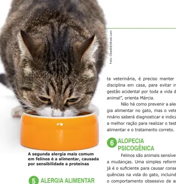  ??  ?? A segunda alergia mais comum em felinos é a alimentar, causada por sensibilid­ade a proteínas