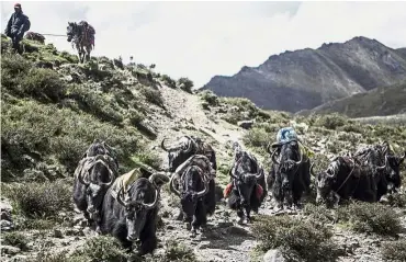  ??  ?? Just getting by: A yak caravan navigating the remote, harsh terrain of Upper Dolpa, some 500km from Kathmandu, Nepal. — AFP