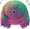  ??  ?? A tardigrade