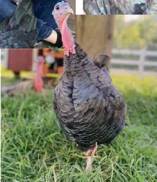  ?? ?? A turkey named Heather roams freely at the Gentle Barn.