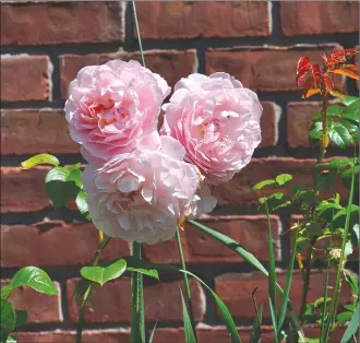  ?? Associated Press photo ?? This undated photo shows blossoms of Strawberry Hill rose in New Paltz, N.Y. From breeder David Austin comes Strawberry Hill rose, which is one of many modern shrub roses that captures the look and fragrance of old-fashioned roses with today}s...