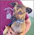  ?? Dan Watson/For The Signal ?? Nacho (above) and Smokey (below) are among the animals at Castaic Animal Care Shelter.