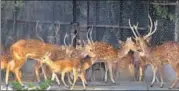  ?? HT FILE ?? A complaint said the shifting of the deer took place when Delhi was reeling under searing heat, in violation of guidelines.