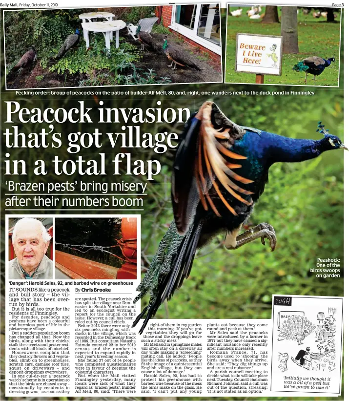  ??  ?? ‘Danger’: Harold Sales, 92, and barbed wire on greenhouse Peashock: One of the birds swoops on garden ‘Initially we thought it was a bit of a pest but we’ve grown to like it’ Pecking order: Group of peacocks on the patio of builder Alf Mell, 80, and, right, one wanders next to the duck pond in Finningley