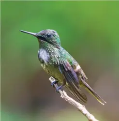  ?? ?? Birders visiting the Atlantic Forest in Brazil will want to brush up on Festive Coquette, which is only found in the south-east of this country.