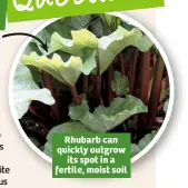  ??  ?? Rhubarb can quickly outgrow its spot in a fertile, moist soil