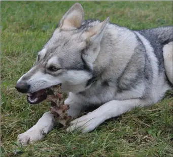  ??  ?? Dogs are prone to digestive upsets caused by scavenging