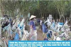  ?? —AFP ?? THANH HOA, Vietnam: A woman gathers shells in a coastal forest littered with plastic waste stuck in branches after being washed up by rising coastal tide in Thanh Hoa province, around 150 km south of Hanoi.