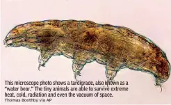  ?? Thomas Boothby via AP ?? This microscope photo shows a tardigrade, also known as a “water bear.” The tiny animals are able to survive extreme heat, cold, radiation and even the vacuum of space.