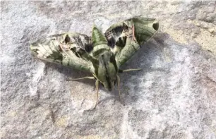  ??  ?? ABOVE: A Pandora sphinx moth found by stewards weeding cocklebur at Montrose Beach.