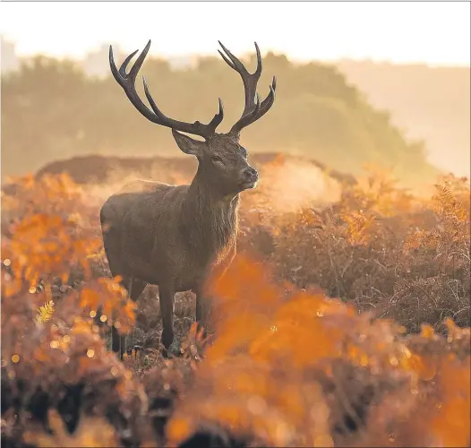  ??  ?? A red deer stag walks through bracken at sunrise in this stunning shot taken at Richmond Park in the London borough of Richmond Upon Thames