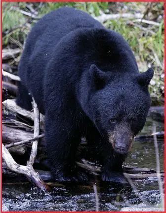  ??  ?? WAITING GAME: A mother bear patiently scans a glacier stream for sockeye salmon...