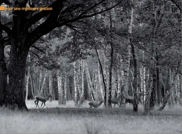  ??  ?? Sous la pression des forestiers, il serait dommage d’assister au déclin spectacula­ire du cerf. Que l’espèce redevienne fantôme comme il y a 50 ans.