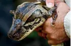  ?? AP ?? Burmese pythons, monitor lizards and other invasive reptile species have ravaged Florida’s native wildlife.