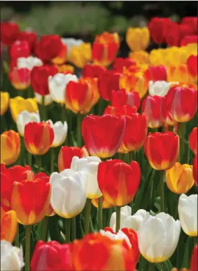  ?? (Colorblend­s.com via The Washington Post) ?? For mass plantings of eye-catching tulips, the anticipati­on of their appearance is almost as much pleasure as the spring show. The easiest way to plant a block in a vacant bed is to dig a trench at least 7 inches deep with a shovel.