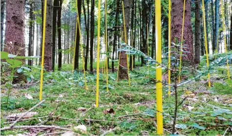  ?? Fotos: Jonathan Mayer ?? Eigentlich sollte man hier keine 50 Meter weit sehen können, doch die jungen Bäume haben wegen des hohen Verbisses nicht die Chance, in die Höhe zu wachsen. Das soll sich ändern, wenn künftig mehr Rehe geschossen werden.