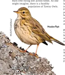  ??  ?? Meadow Pipit