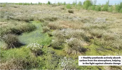  ??  ?? > Healthy peatlands actively absorb carbon from the atmosphere, helping in the fight against climate change